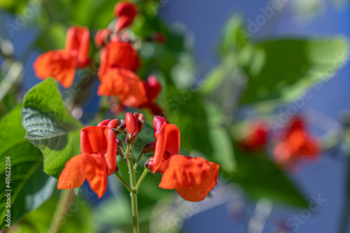 Several blossoms of a scarlet runner bean and green foliage