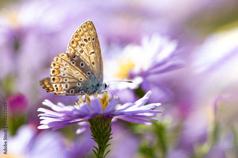 Aster flower with butterfly. Beautiful nature summer background. (Symphyotrichum novi-belgii) (Pararge aegeria) Aster flower with butterfly. Beautiful nature summer background. (Symphyotrichum novi-belgii) (Pararge aegeria)