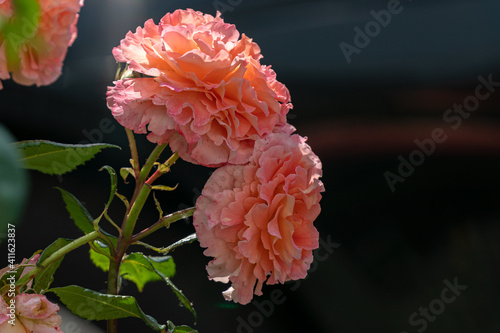 Two lively pink blooming hybrid tea rose Augusta Luise blossoms with green leaves