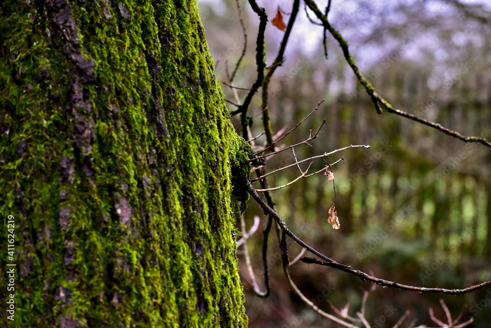 Closeup of bare branches on a tree trunk covered with moss Closeup of bare branches on a tree trunk covered with moss