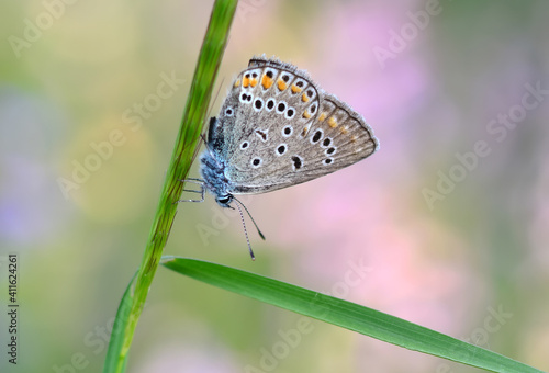 Wallpaper Mural Macro shots, Beautiful nature scene. Closeup beautiful butterfly sitting on the flower in a summer garden. Torontodigital.ca