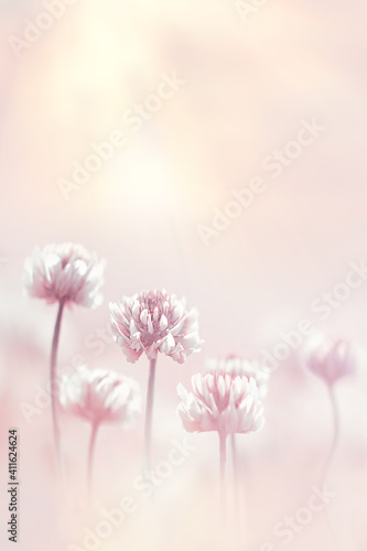  Clover flowers in pastel colored at sunlight background. Spring summer blur image. Copy space.