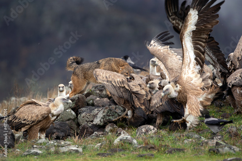 Golden jackal fighting between vultures. Jackal and griffon vultures in the Bulgarian Rhodope mountains. Carnivore during winter. European nature.