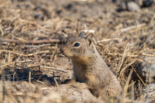 ground squirrel on the lookout