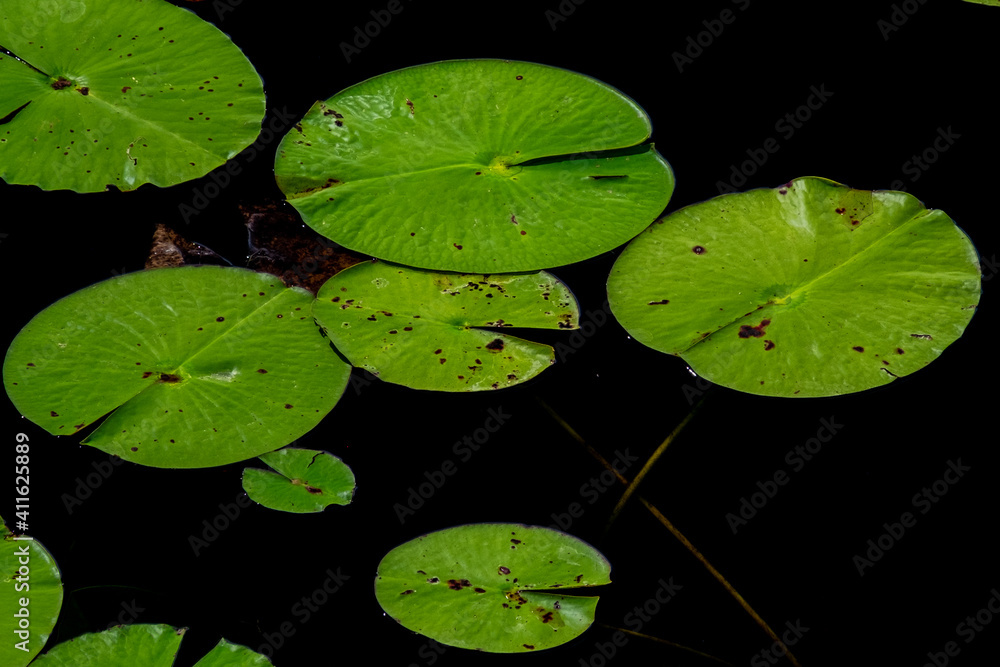 Multiple large vibrant green lily pads floating on the surface of blue freshwater. The green round leaves have a waxy surface and some of the leaves are reflecting the sun as they float in the pond. 