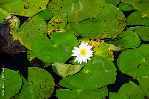 A bright white water lily with a yellow carpel center floating. The large cuplike flower is among large rich green lily pads that are rounded, variously notched, waxy-coated leaves on long stalks. photo