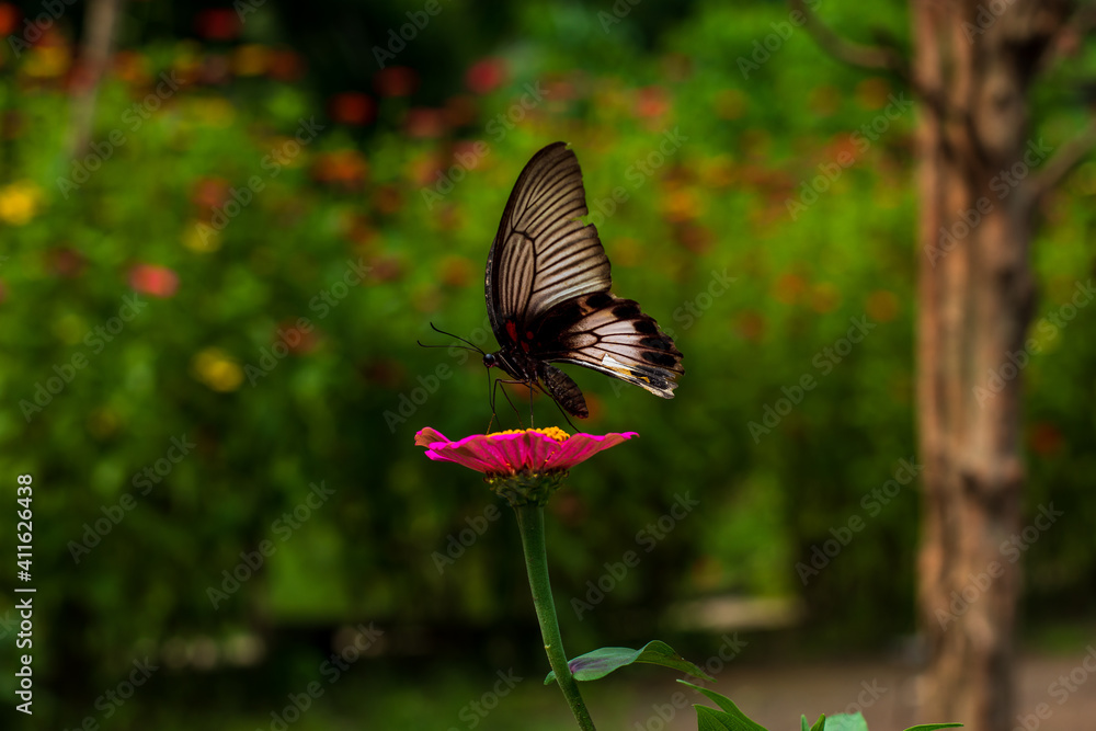 Fototapeta premium Monarch orange butterfly and bright summer flowers on a background of blue foliage in a fairy garden. Macro artistic image.