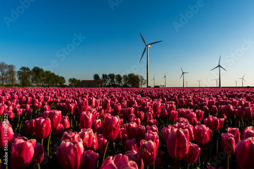 Large pink tulip field, at sunset, in the Netherlands. A wind turbine farm can be seen in the background