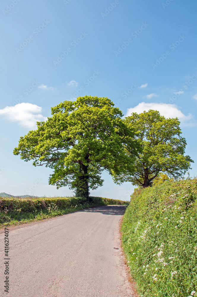 Two oak trees down a road in the countryside