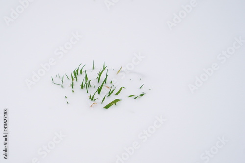 snow covered grass