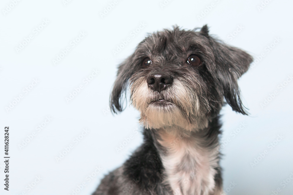 Best friend. Terrier little dog is posing. Cute playful doggy or pet playing