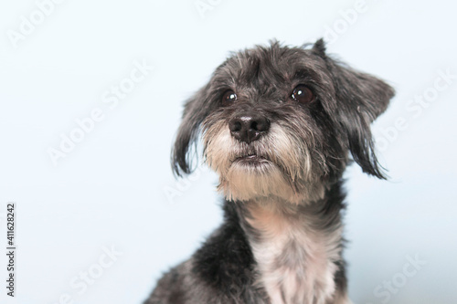 Best friend. Terrier little dog is posing. Cute playful doggy or pet playing