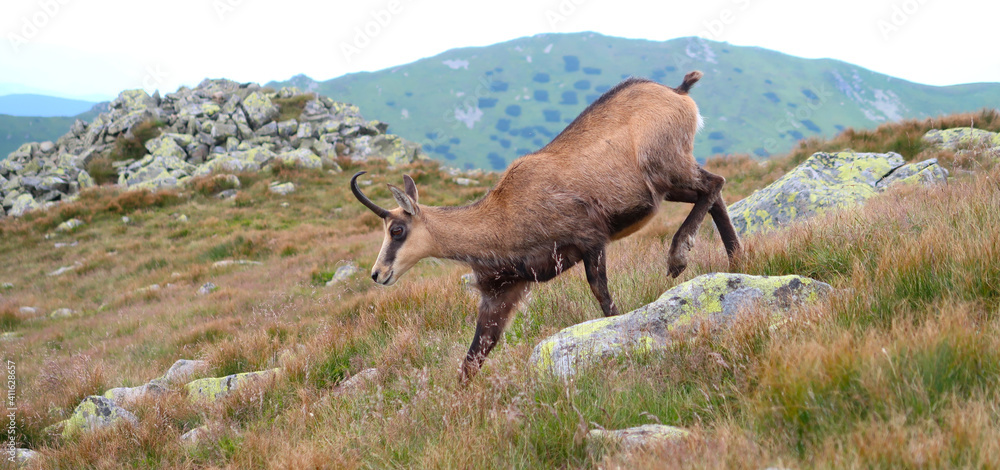 Wild chamois in the meadow of Low Tatras (Nizke Tatry) mountains. It is walkin on the tourist path to the Chopok mountain peak. Summertime in the Northern Slovakia, Slovak Republic, Europe.