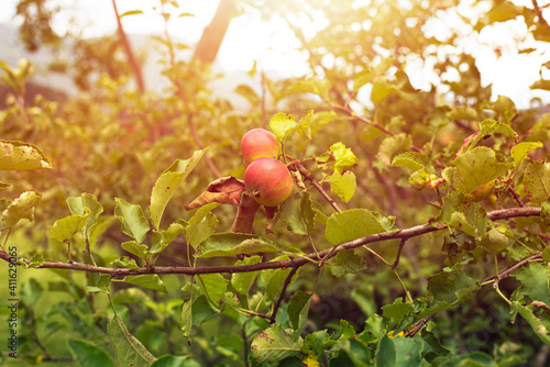 Apples on apple tree.Summer garden shot.High quality photo. photo