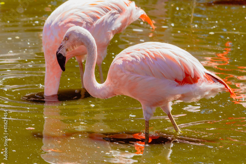 Individual Chilean Flamingos, Phoenicopterus chilensis, in a pond for these birds in a property or center dedicated to marine fauna.