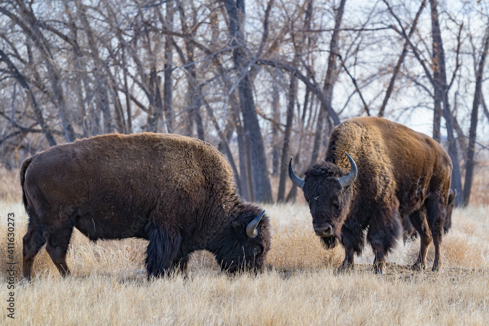 American Bison on the High Plains of Colorado. Two bulls in a Field of Grass American Bison on the High Plains of Colorado. Two bulls in a Field of Grass