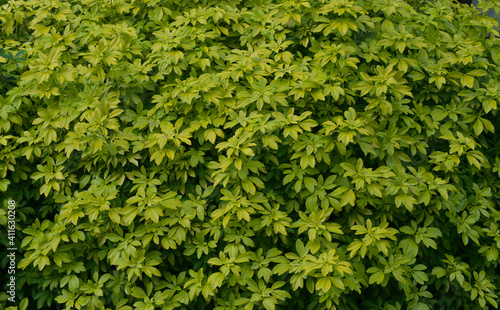 Full frame yellowing green foliage background with space for copy