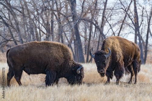American Bison on the High Plains of Colorado. Two bulls in a Field of Grass © Gary