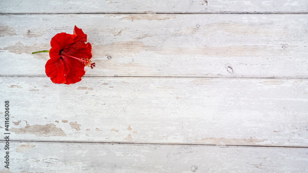 Isolated red hibiscus flower on white wooden background. top view with copy space for text