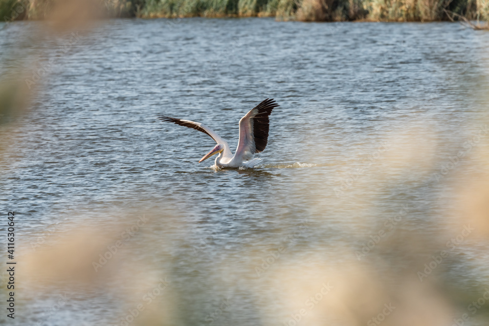 Fototapeta premium Pelican in an early autumn morning on a lake in Agamon Hula, Israel.