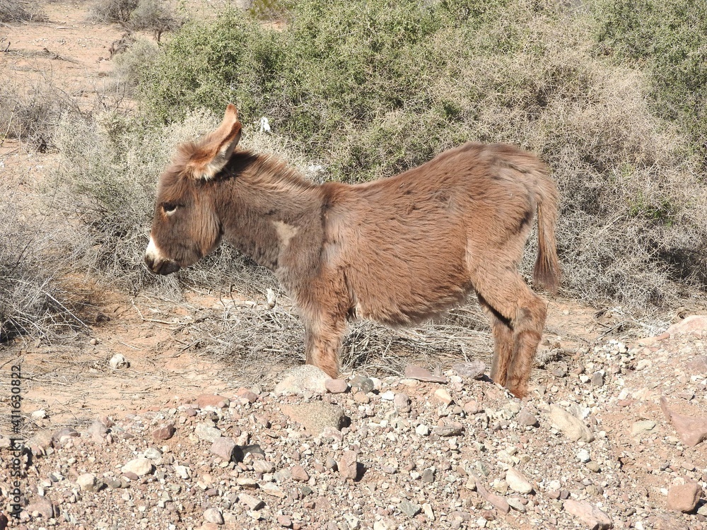 Obraz premium A young wild burro living in the Mojave Desert, Parker Dam area, San Bernardino County, California.