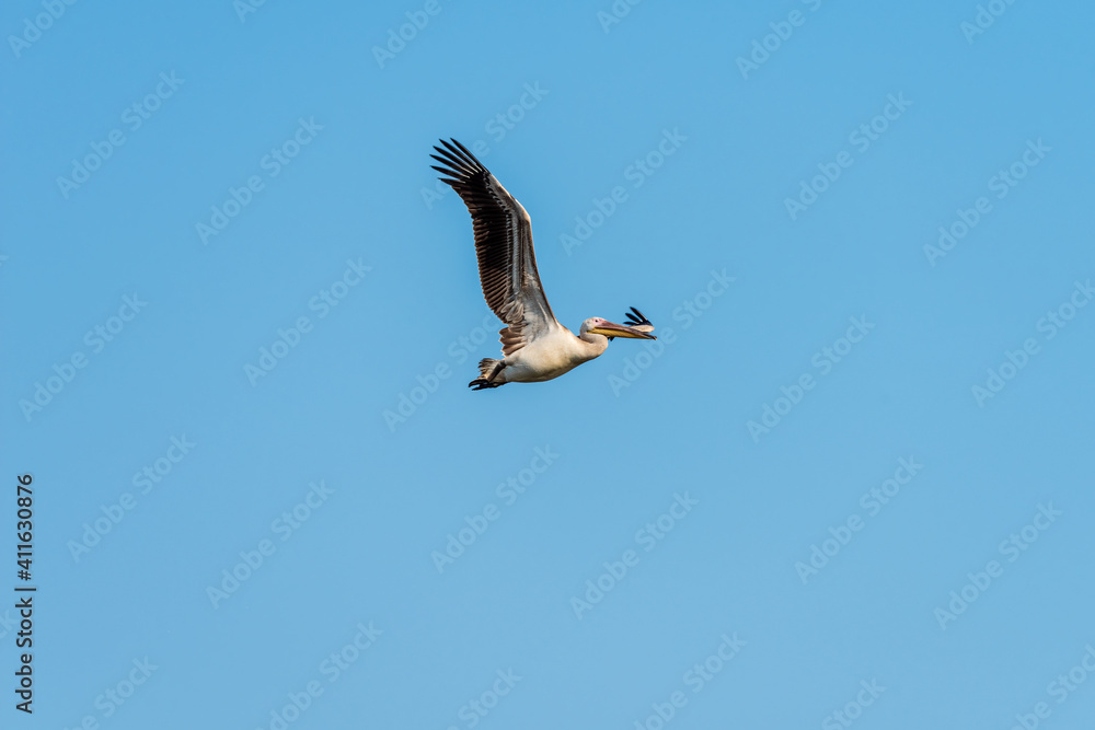 White Pelican flying in the blue sky on an early autumn morning near Zikhron Ya'akov, Israel.
White Pelican flying in the blue sky on an early autumn morning near Zikhron Ya'akov, Israel.