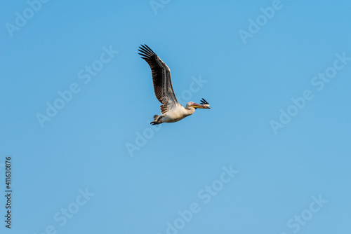 White Pelican flying in the blue sky on an early autumn morning near Zikhron Ya'akov, Israel. 