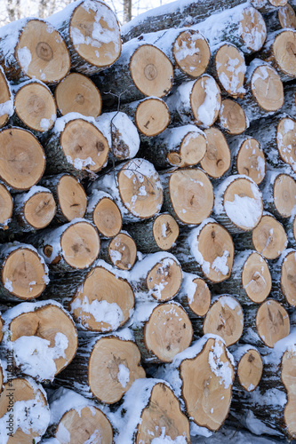 the ends of the cut trees in winter  which are piled up in a large pile and represent the diameter of the circles  which together form an interesting pattern