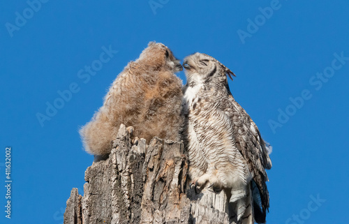 Great horned owls on tree