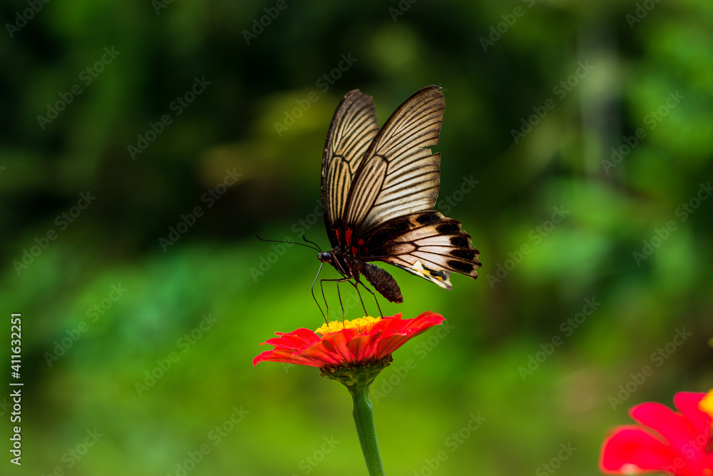 Fototapeta premium Monarch orange butterfly and bright summer flowers on a background of blue foliage in a fairy garden. Macro artistic image.