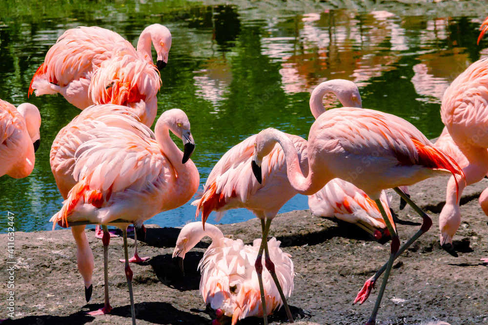Group of Chilean flamingos, Phoenicopterus chilensis, in a pond for these birds in a property or center of marine fauna. Group of Chilean flamingos, Phoenicopterus chilensis, in a pond for these birds in a property or center of marine fauna.