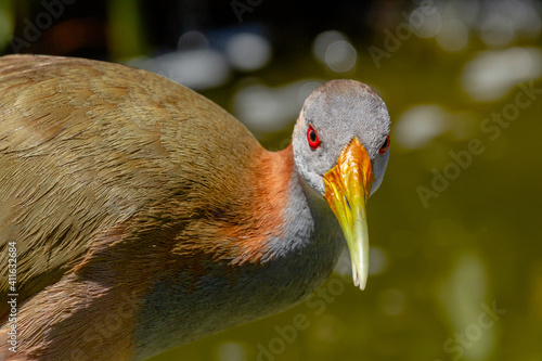 Giant Wood Rail ,aramides ypecaha, Ibera Marshes, Corrientes Province, Argentina photo