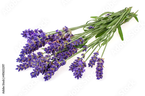 Small bunch of blue lavender flowers