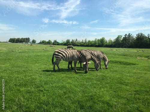 zebra in the grass