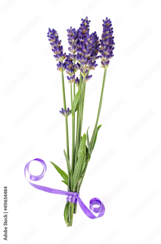 Fototapeta premium Small bunch of blue lavender flowers