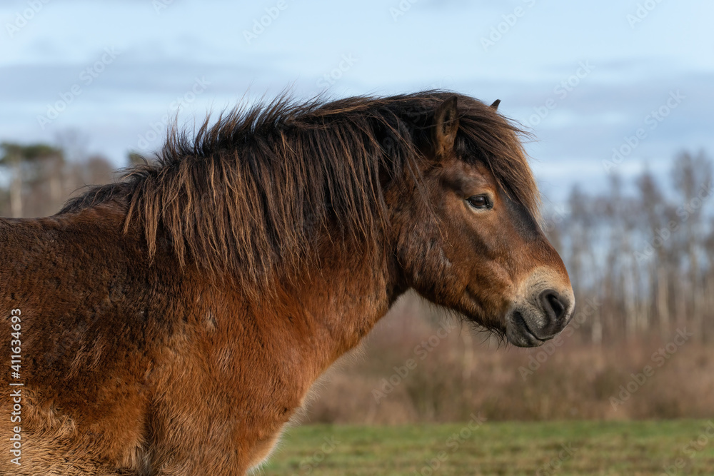 Obraz premium Head of a wild Exmoor pony, against a blue sky in nature reserve in Fochteloo, the Netherlands