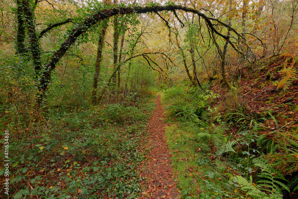 Obraz premium Narrow path of red leaves in a beautiful forest in the area of Galicia, Spain.