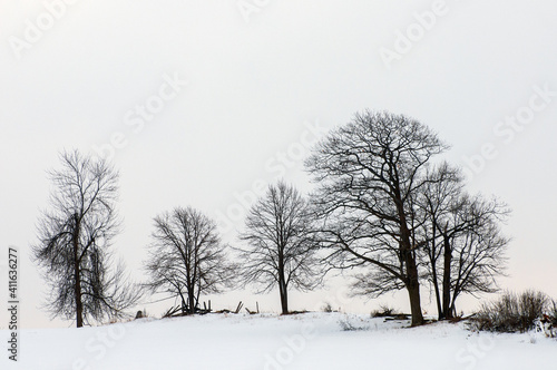 trees in snow covered fields