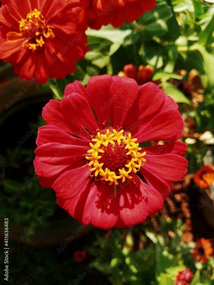 Zinnia elegans Zinnia elegans