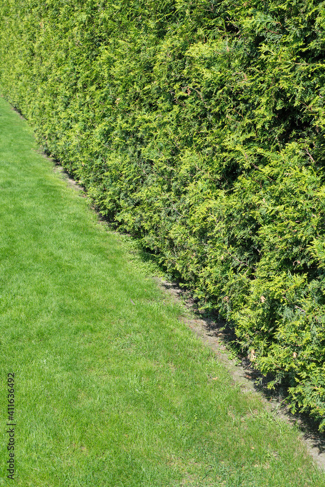 Obraz premium The wall consists of a green hedge. Green hedge of the tui tree. Nature, background.