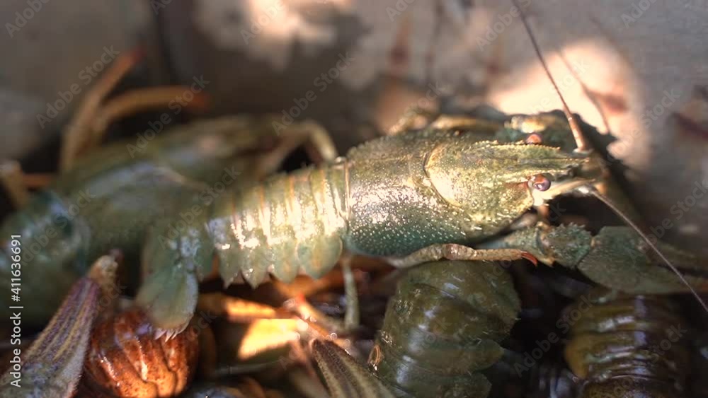 Fresh live crayfish sits in a trough in nature close up Fresh live crayfish sits in a trough in nature close up