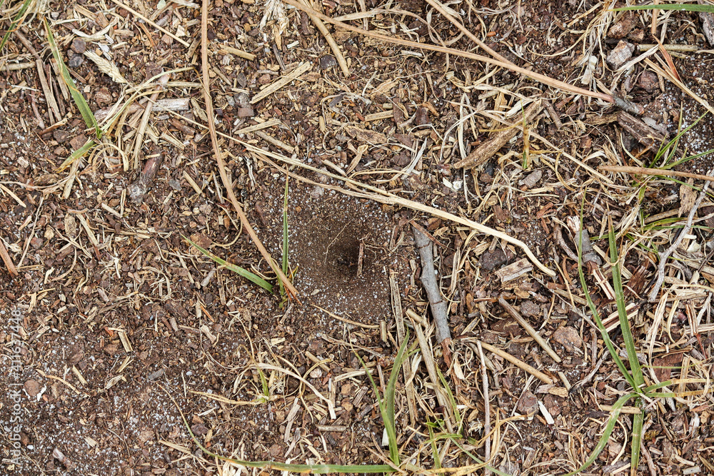 Ants in the nest. São Jacinto Dunes Natural Reserve, Aveiro