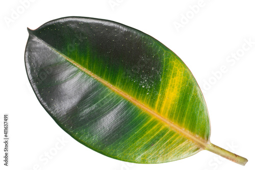 Yellow leaf of Ficus Elastica isolated on a white background.