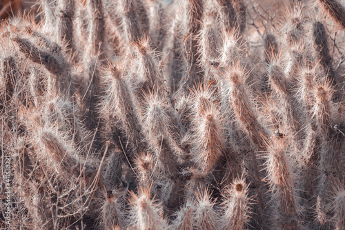 Closeup shot of growing Oreocereus trollii cactuses photo