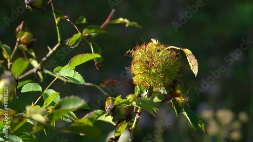 Rose Bedeguar Gall on Wild Rose Hip (Diplolepis rosae) - (4K) photo