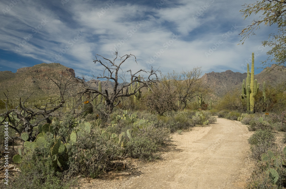 Beautiful Desert Landscape