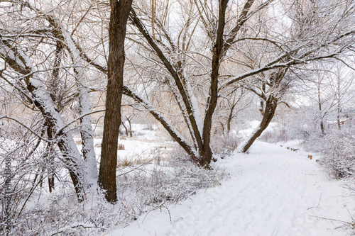 Wooded winter pathway through city park, Riverside Park, Whitefish, Montana