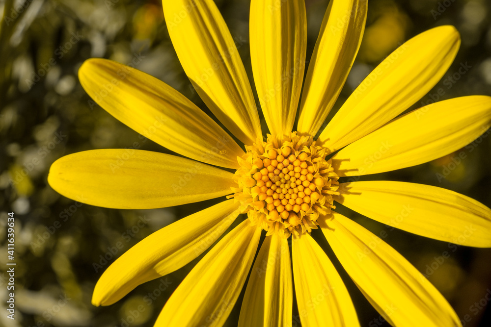 close up of yellow flower close up of yellow flower
