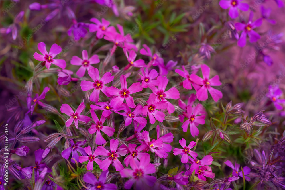 Clustered blooms of Creeping phlox in the springtime Clustered blooms of Creeping phlox in the springtime