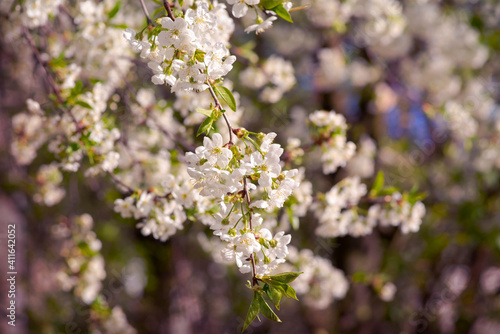 Fototapeta Naklejka Na Ścianę i Meble -  Clustered blooms of cherry branches in the springtime